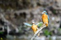 Courtship of the kingfisher Alcedo atthis. Both males and females sit on a twig.