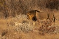 Courtship between Lion and Lioness