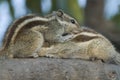 Courtship and lovemaking in Indian Palm Squirrel