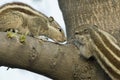 Courtship and lovemaking in Indian Palm Squirrel