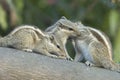 Courtship and lovemaking in Indian Palm Squirrel