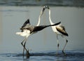 Courtship of a pair of Greater Flamingos