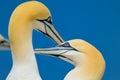 Courtship of a pair of Northern Gannet Royalty Free Stock Photo