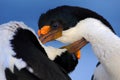 Courtship portrait of Imperial Shag, Phalacrocorax atriceps, cormorant from Falkland Islands Royalty Free Stock Photo