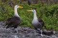 Albatross courtship galapagos