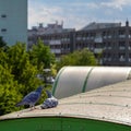 Pigeon courtship in the city, Pigeons in the sunlit city, Columba Royalty Free Stock Photo