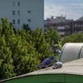 Pigeon courtship in the city, Pigeons in the sunlit city, Columba Royalty Free Stock Photo