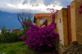 Courtyard and flowers