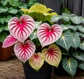 Caladium plant in a home garden