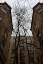 Courtyard with old buildings facades and bare tree in the middle bottom view. Exterior of ancient houses.