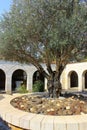 Courtyard with olive tree, church of the Multiplication of the loaves and fish, Tabgha, Israel