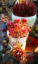 Succulent plants in the garden