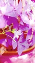 Courtyard purple flowers