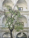 Courtyard of Royal Stallburg School of Classical Horsemanship with tree in Vienna, Austria Royalty Free Stock Photo