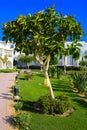 The courtyards of a magnificent white hotel on a summer day. The concept of tourism, vacations and luxury recreation.