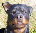 Working dog the rottweiler