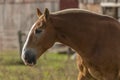 Beautiful horse on the pasture Royalty Free Stock Photo