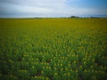 Coutryside sunflowers seeded,