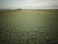 Coutryside sunflowers seeded, Royalty Free Stock Photo