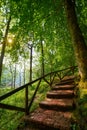 Covadonga forest stairs in Asturias Picos Europa Royalty Free Stock Photo