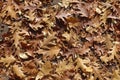 Cover of brown fallen leaves of red oak on the ground Royalty Free Stock Photo