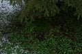 Cover of the first snow on forest cover, grass under fluffy crown without snow