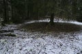 Cover of the first snow on forest cover, grass under fluffy crown without snow