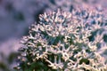 Cover lichens, reindeer moss