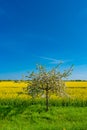 Cover page with beautiful farm landscape of rapeseed yellow field and white and rosy cherry tree aka Sakura in Spring, at sunny Royalty Free Stock Photo