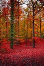 Cover page with magical deciduous forest landscape with moss, lichen and epiphyte like vine lianas at golden Autumn colors with Royalty Free Stock Photo