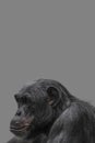 Cover page with a portrait of happy smiling Chimpanzee, closeup, details with copy space and solid background. Concept