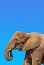 Cover page with portrait of huge and powerful African elephant with tusks at blue sky gradient background with copy space for text Royalty Free Stock Photo