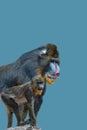 Cover page with portrait of a mature alpha male of colorful African mandrill and a young offspring at solid blue background with