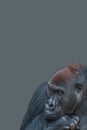 Cover page with a powerful alpha male African gorilla, curious or thinking at something, at grey solid background with copy space Royalty Free Stock Photo