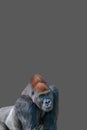 Cover page with a powerful alpha male African gorilla, curious or thinking at something, at grey solid background with copy space Royalty Free Stock Photo