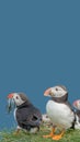 Cover page with seabird North Atlantic puffins holding herring fish in its beak at Faroe island Mykines, at blue sky solid Royalty Free Stock Photo