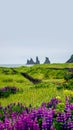 Cover Page With View Of Basalt Stacks, Pillars Reynisdrangar At Black Sand Beach Near Vik And Violet And Pink Lupine Flowers,