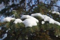 Cover of snow on branch of blue spruce in January Royalty Free Stock Photo