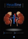 Cover template with Human low poly kidneys with vein and aorta,