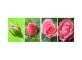 Coverage of roses Royalty Free Stock Photo