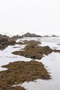 covered with algae in sopelana on the basque coast Royalty Free Stock Photo