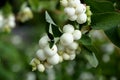 Branch of snowberry bush of in the garden close-up.