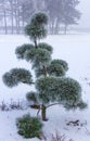 Covered bonsai tree in winter close up