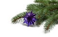 Covered with branch of a Christmas tree and deep purple star Royalty Free Stock Photo