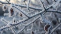 Covered branches create a delicate display with hoarfrost crystallizing Royalty Free Stock Photo