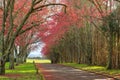 Flowering cherry trees on both sides of a road Royalty Free Stock Photo