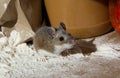 Covered in flour a wild brown house mouse looks guilty while standing in front of containers of food in a kitchen cabinet.