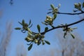 Covered flower buds of apple against blue sky in April Royalty Free Stock Photo