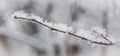 Branch without leaves covered with fluffy snow Royalty Free Stock Photo