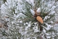 Covered with frost pine branches on a frosty Sunny day